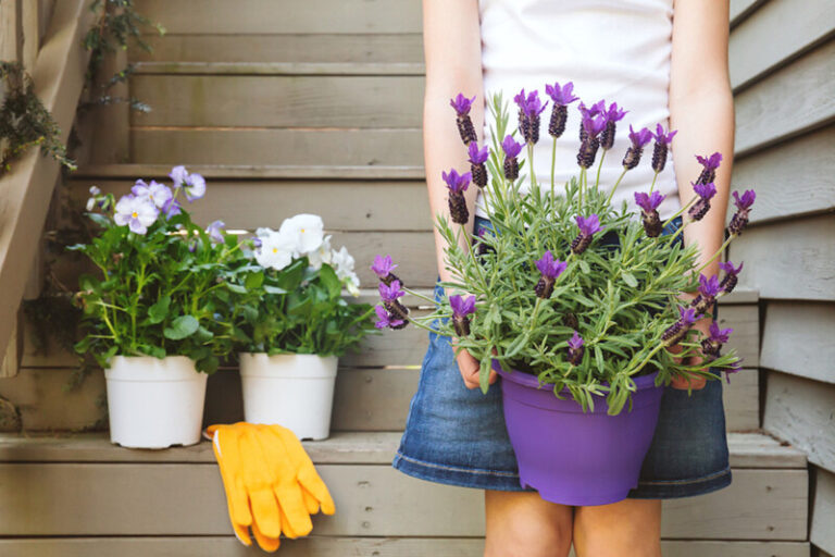 Planting French Lavender: Essential Tips for Success