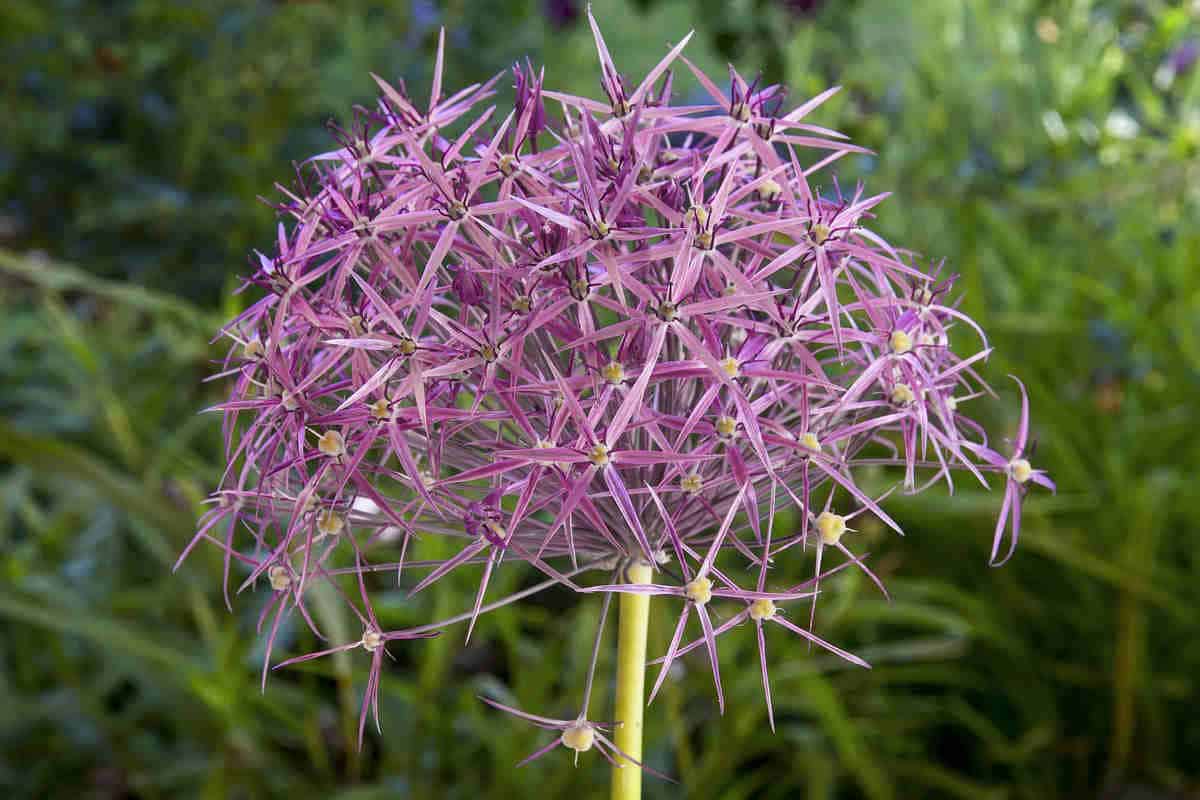 Plants That Look Like Lavender: Beautiful Alternatives