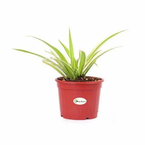 Plants That Look Like Spider Plants: Identification Guide