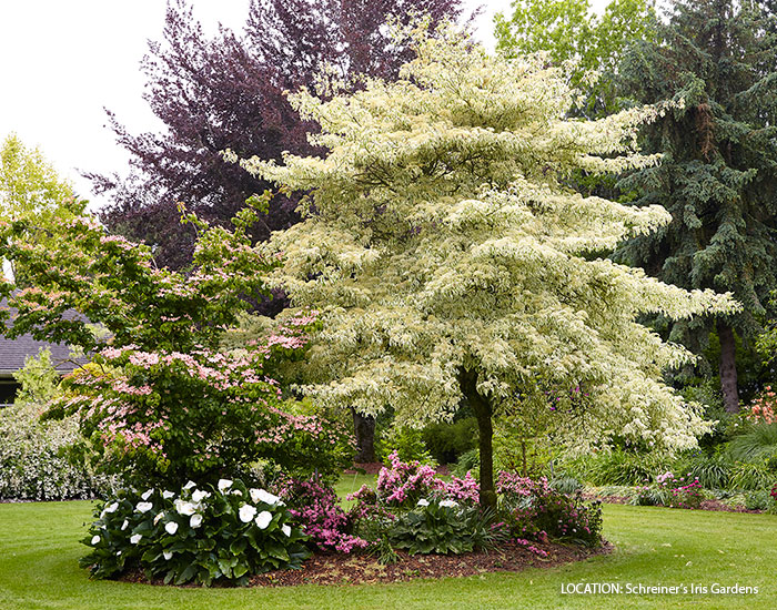 Plants With Big Leaves: Statement Garden Guide