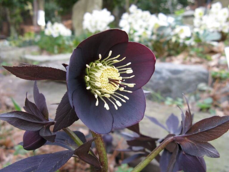 Plants With Black Leaves: Gothic Garden Guide