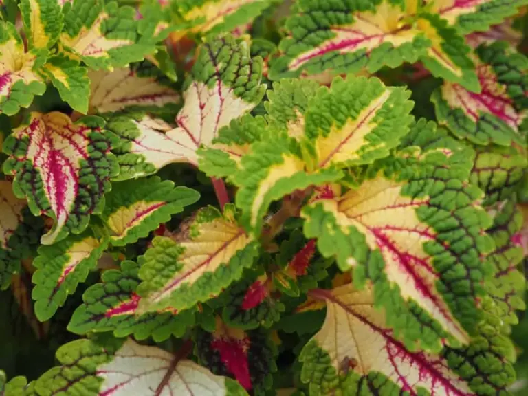 Plants With Colorful Leaves: Rainbow Garden Guide