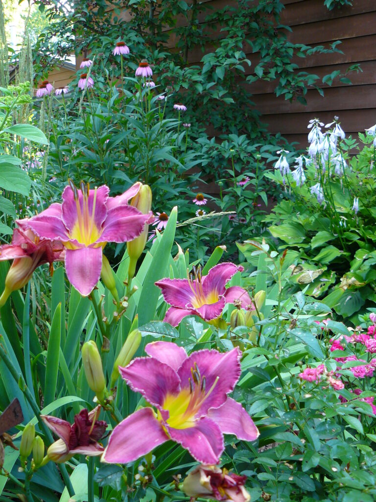 Plants With Edible Flowers: Kitchen Garden Guide