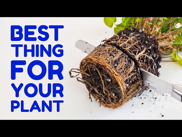 Plants With Fibrous Roots: Strong Garden Guide