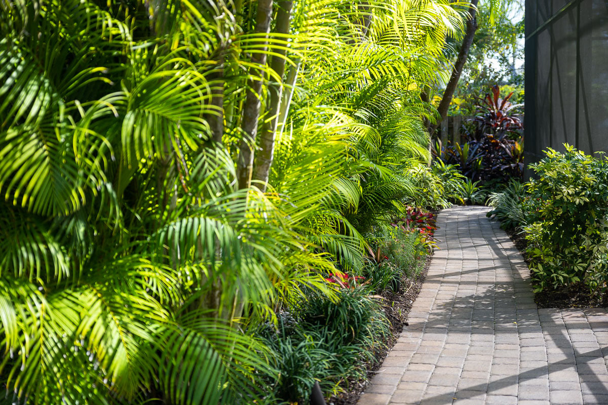 Plants With Fronds: Tropical Garden Guide