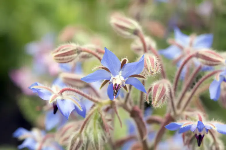 Plants With Green Flowers: Subtle Beauty Guide