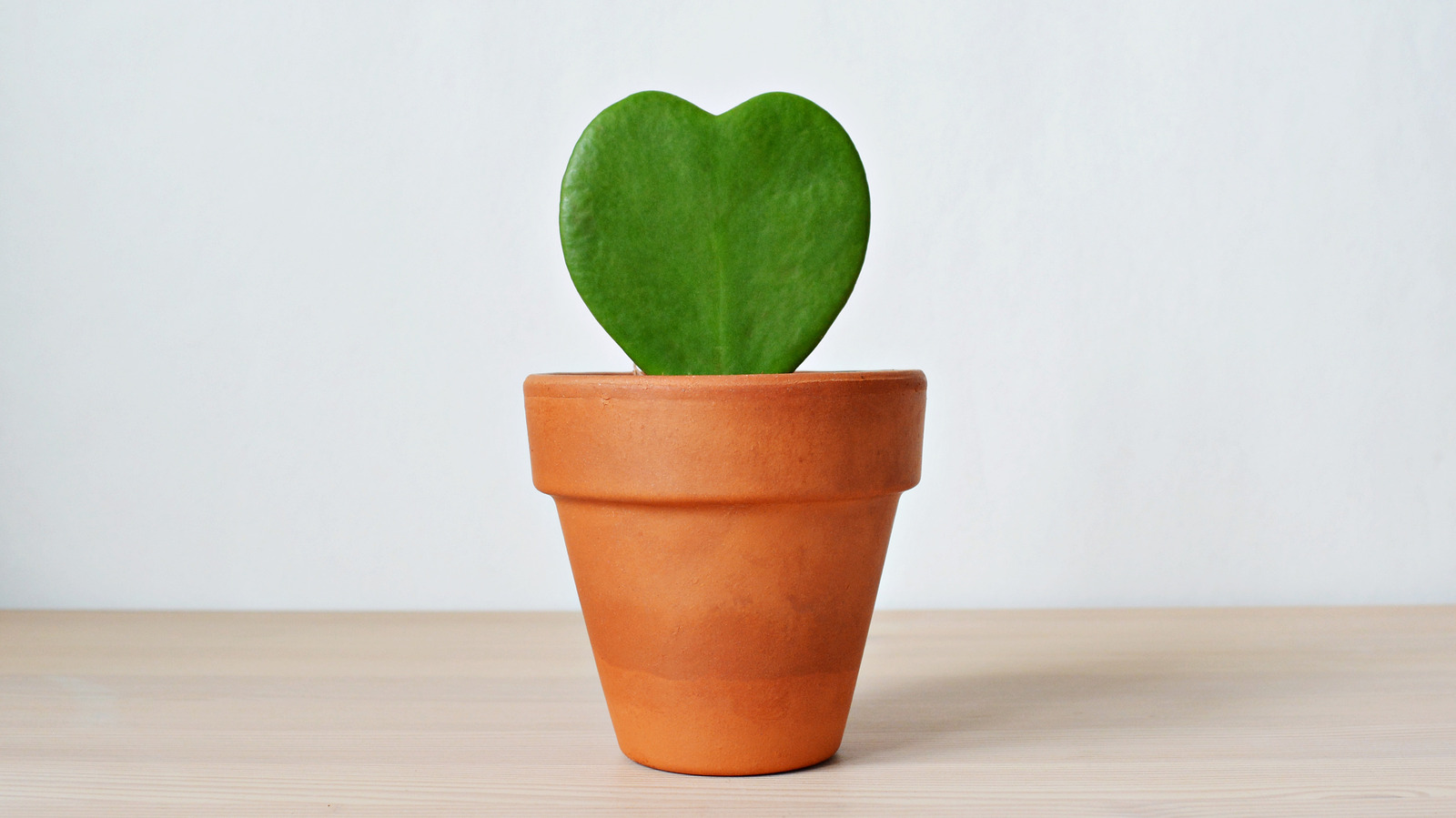 Plants With Heart Shaped Leaves: Love Garden Guide