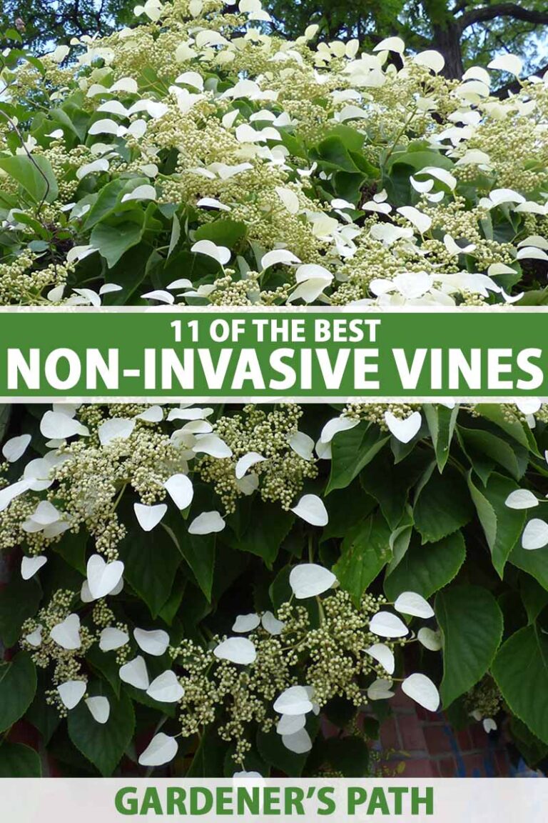 Plants With Long Vines: Climbing Garden Guide