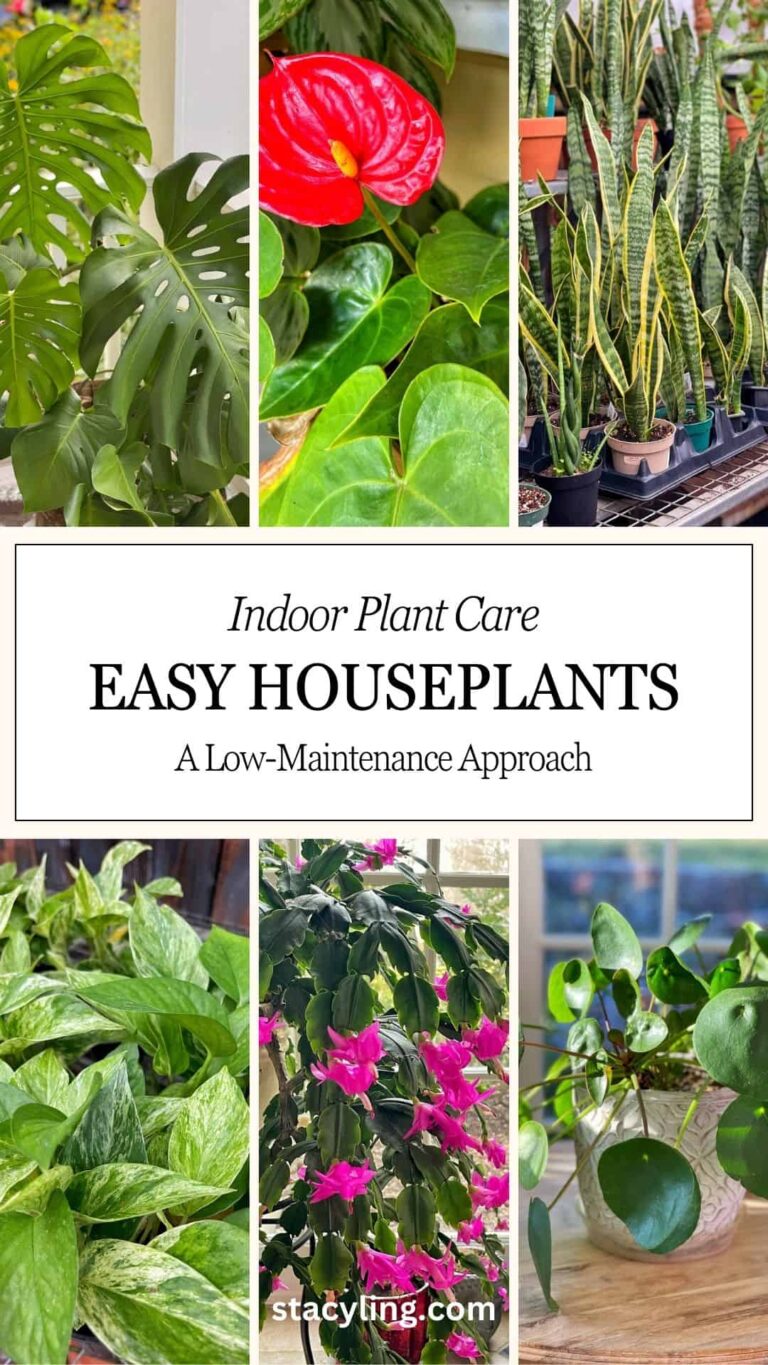 Plants With Low Maintenance: Easy Garden Guide