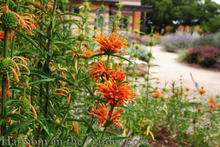 Plants With Orange Flowers: Vibrant Garden Guide