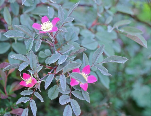 Plants With Pink Leaves: Rosy Garden Guide