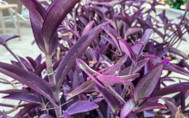 Plants With Purple and Green Leaves: Nature's Art