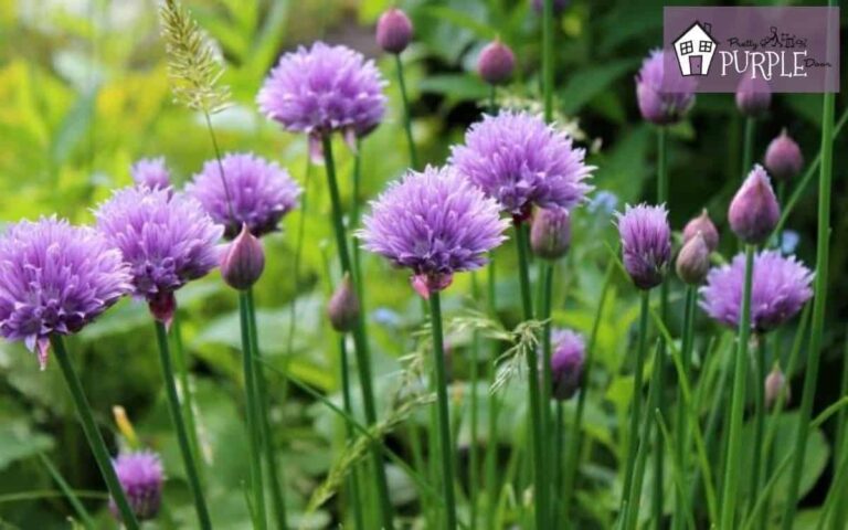 Plants With Purple Flowers: Garden Color Guide