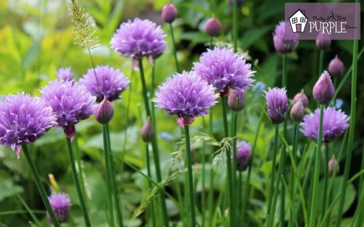 Plants With Purple Flowers: Garden Color Guide