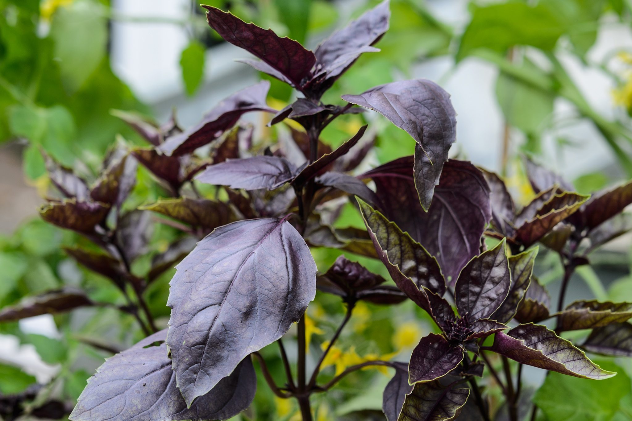 Plants With Purple Leaves: Dramatic Foliage Guide