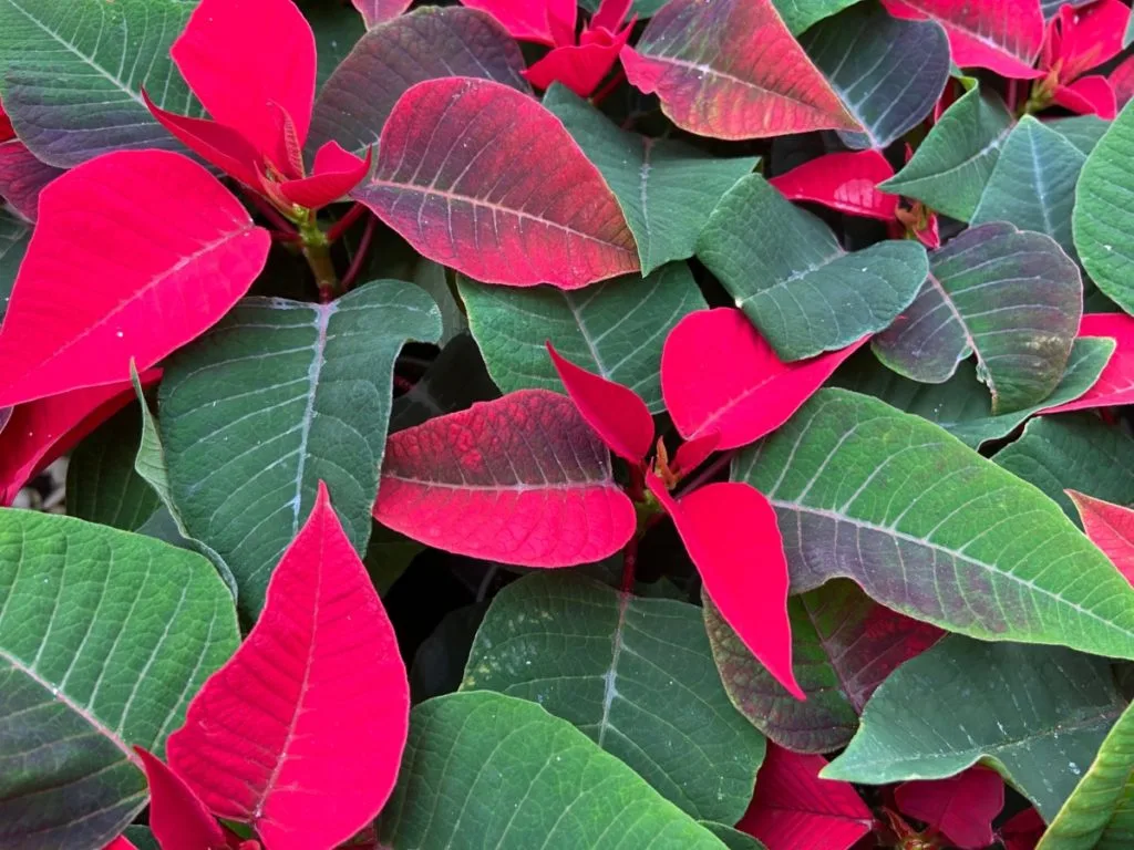 Plants With Red and Green Leaves: Holiday Guide