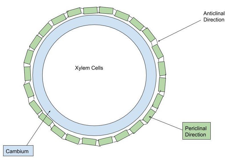 Plants With Rings: Guide to Annual Growth Patterns