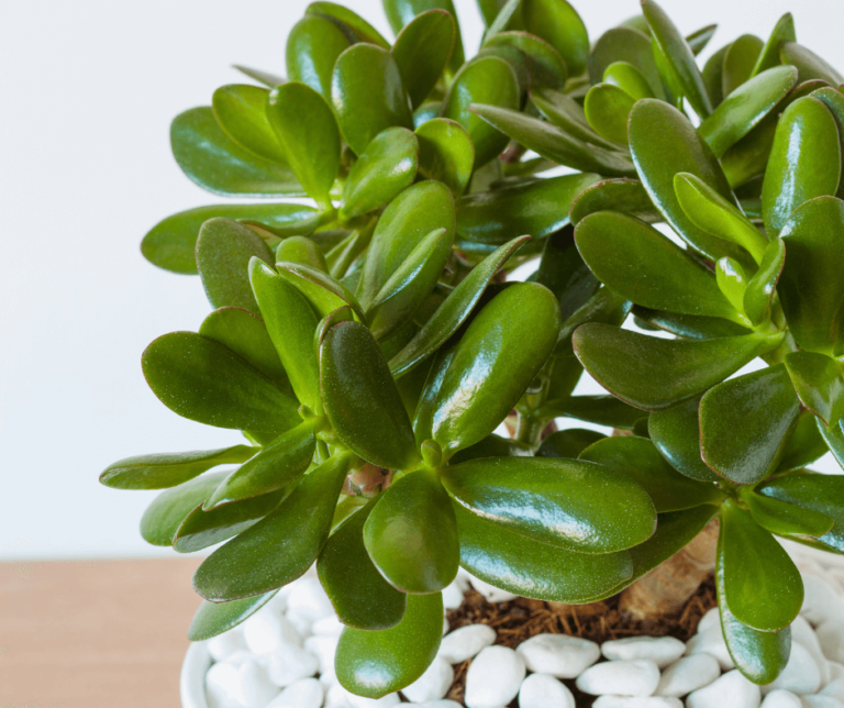 Plants With Thick Leaves: Succulent Guide