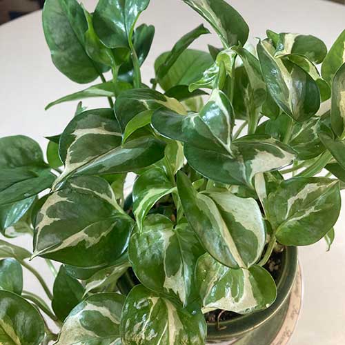 Pothos Not Growing? Tips to Boost Growth