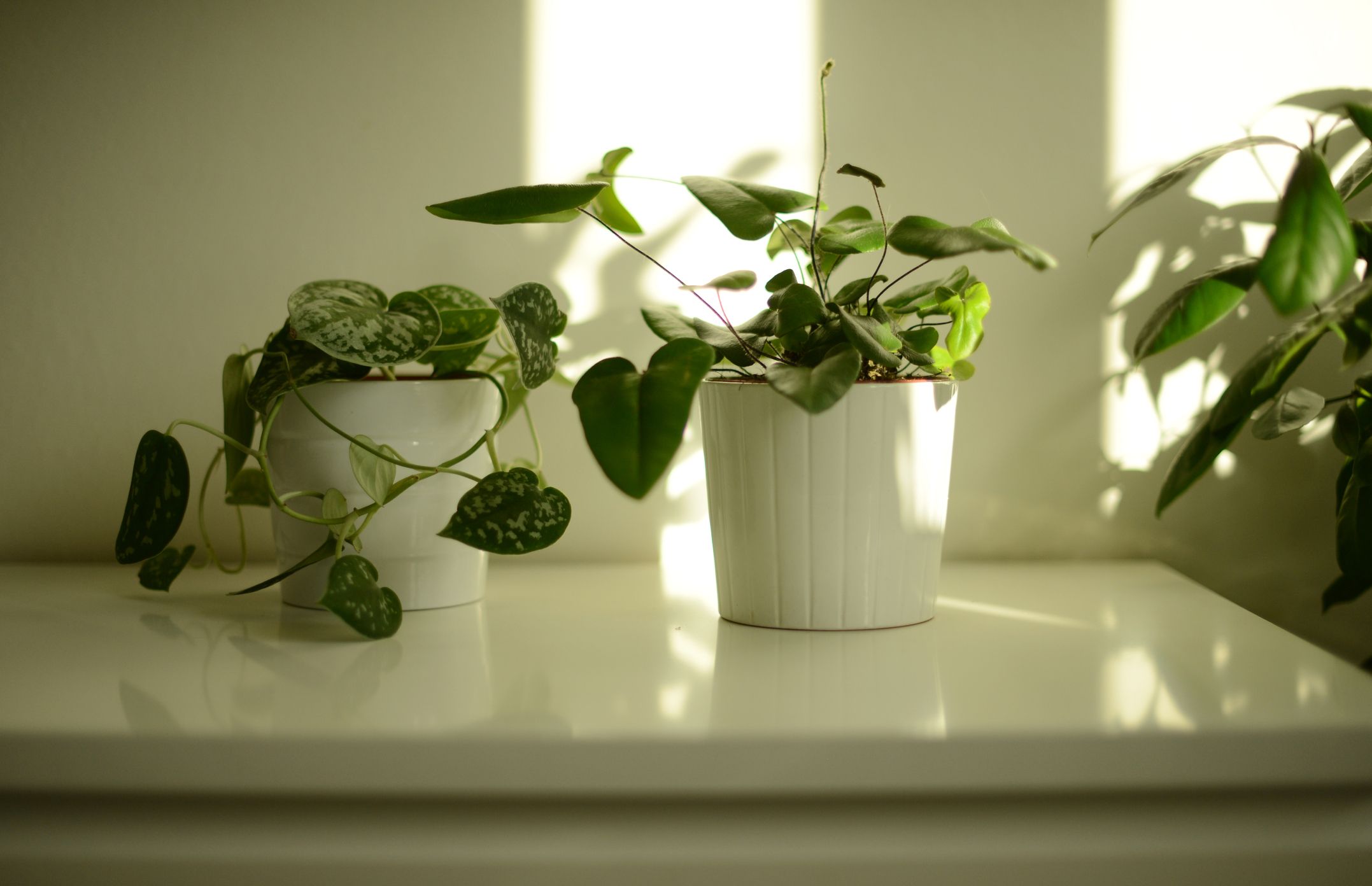 Pothos Plant Care: Easy Tips for Beginners