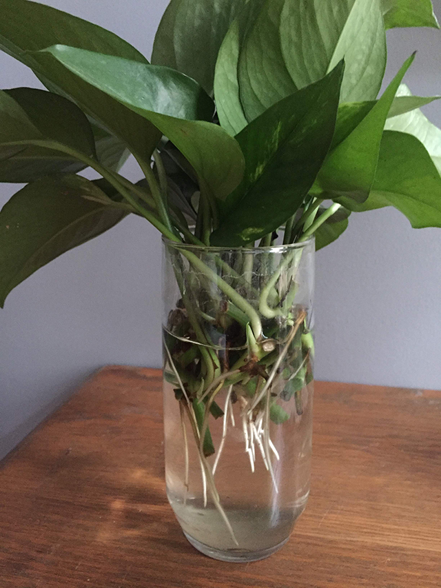 Pothos Temperature Tolerance Explained