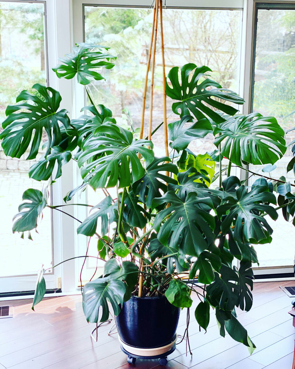 Preventing Monstera Plants from Falling Over