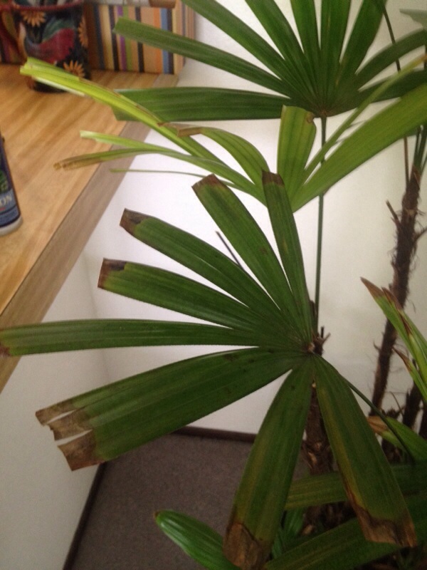 Preventing Root Rot in Parlor Palms: Key Tips