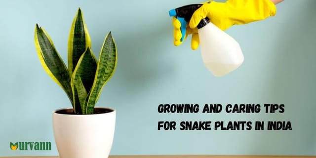 Propagating Snake Plants in Water: Guide