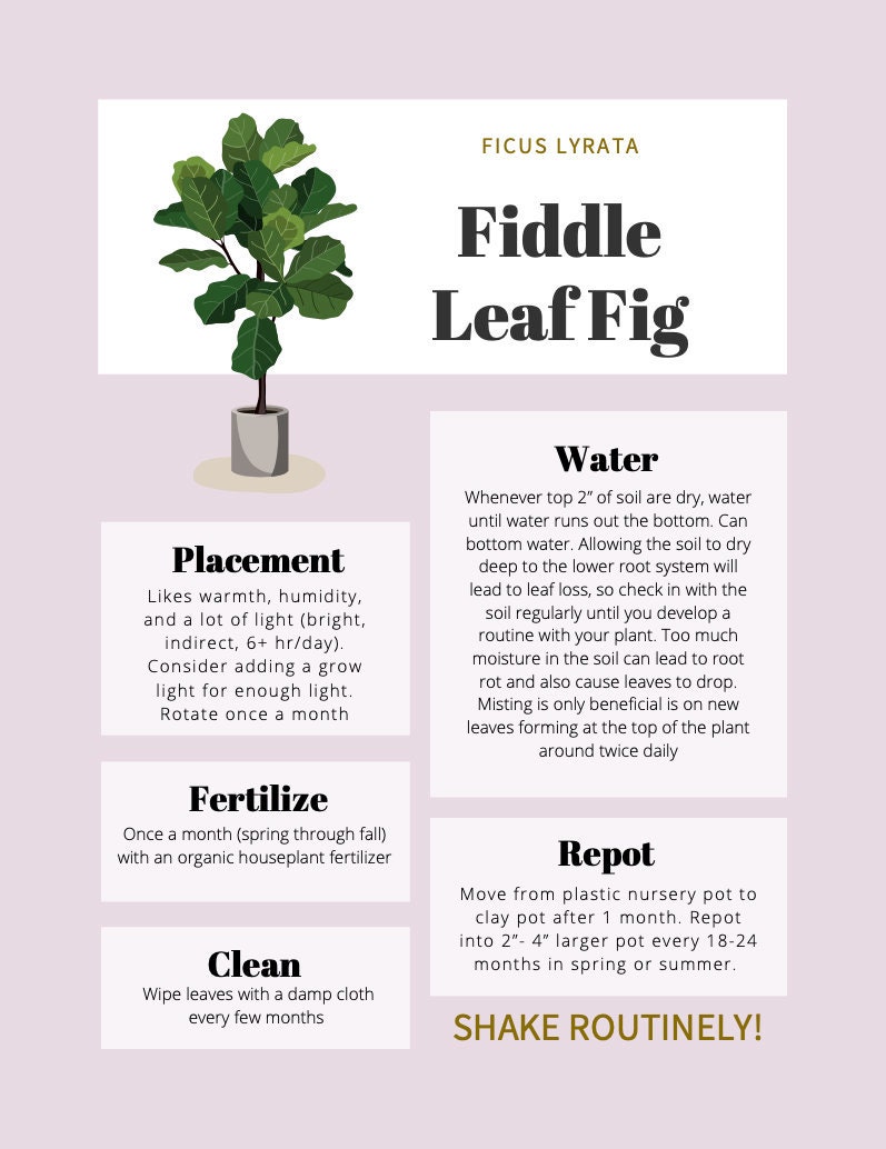 Proper Watering Techniques for Fiddle Leaf Figs