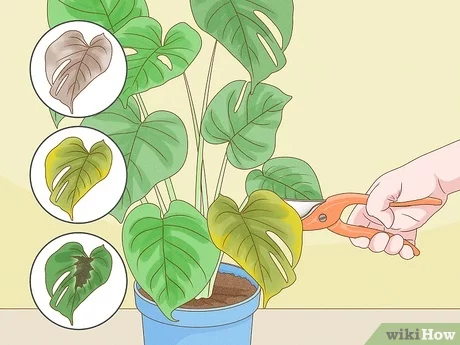 Pruning Monstera Plants: Techniques and Tips