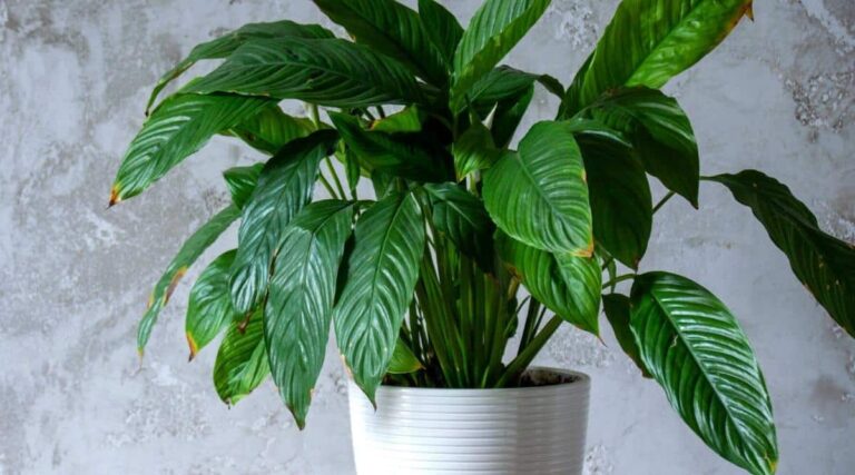 Pruning Peace Lily Plants: Best Practices