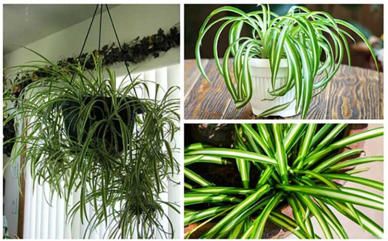 Pruning Spider Plants: Techniques for Growth