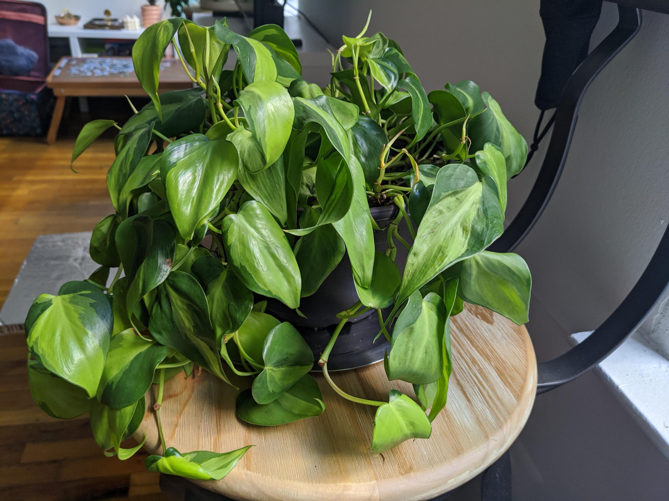 Reasons for Drooping Leaves on Philodendrons