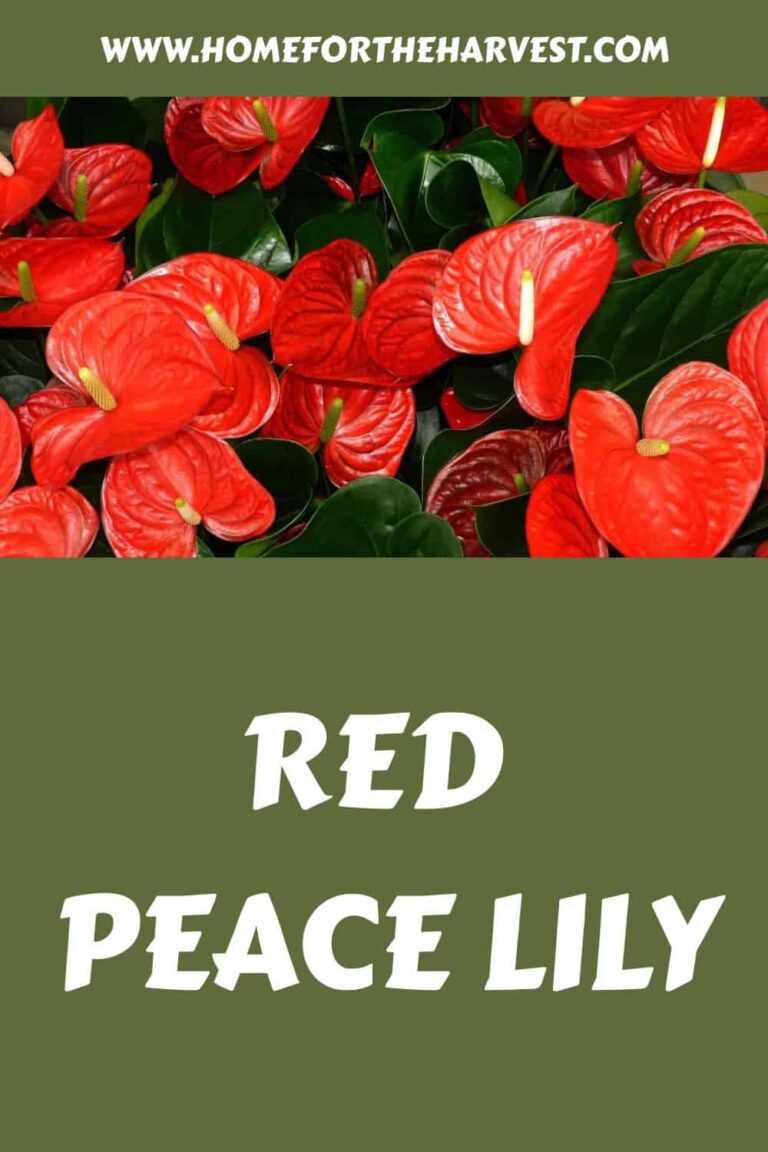 Red Peace Lily Varieties: A Gardener's Guide