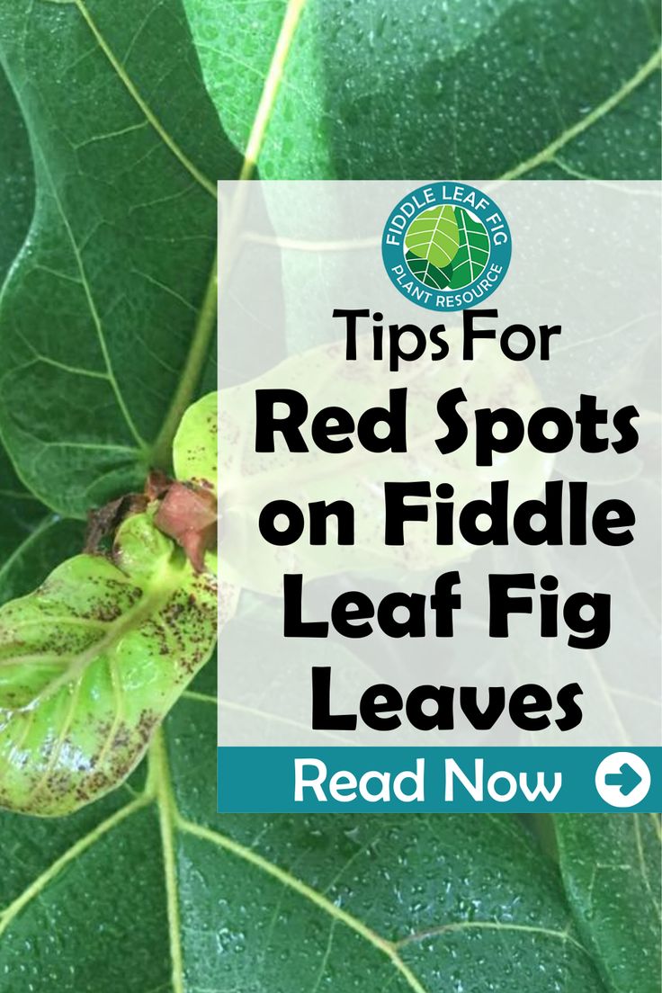 Red Spots on Fiddle Leaf Fig Leaves: What They Mean