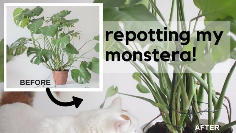 Repotting Monstera Plants: When and How