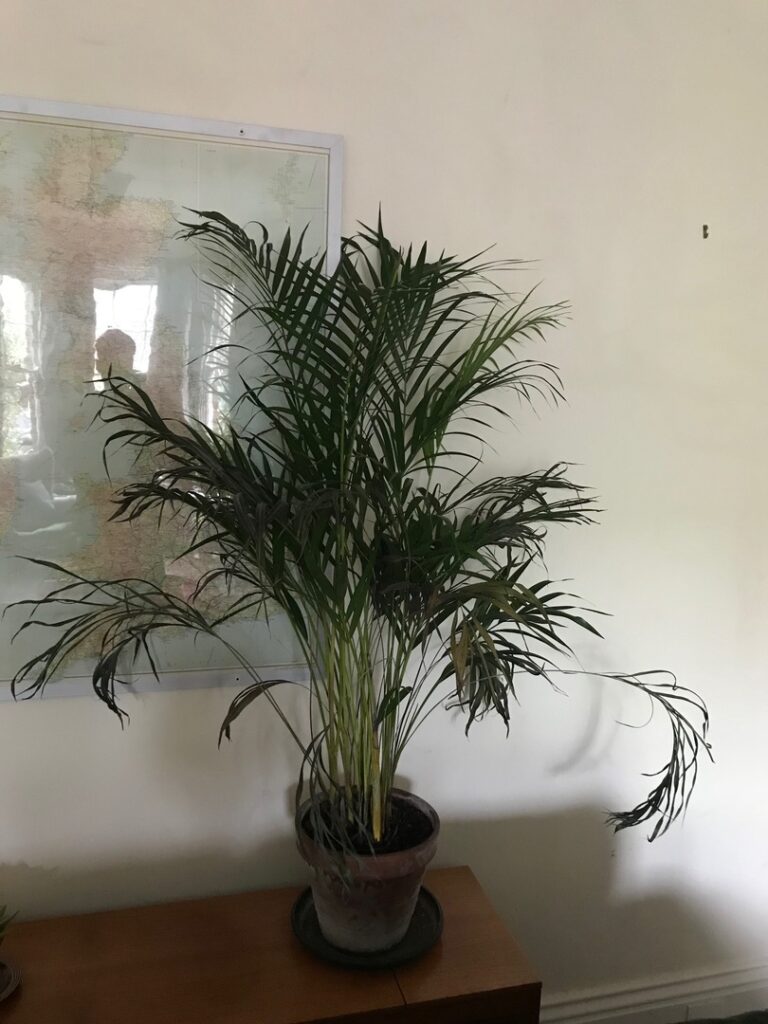 Revive Your Droopy Parlor Palm: Essential Tips