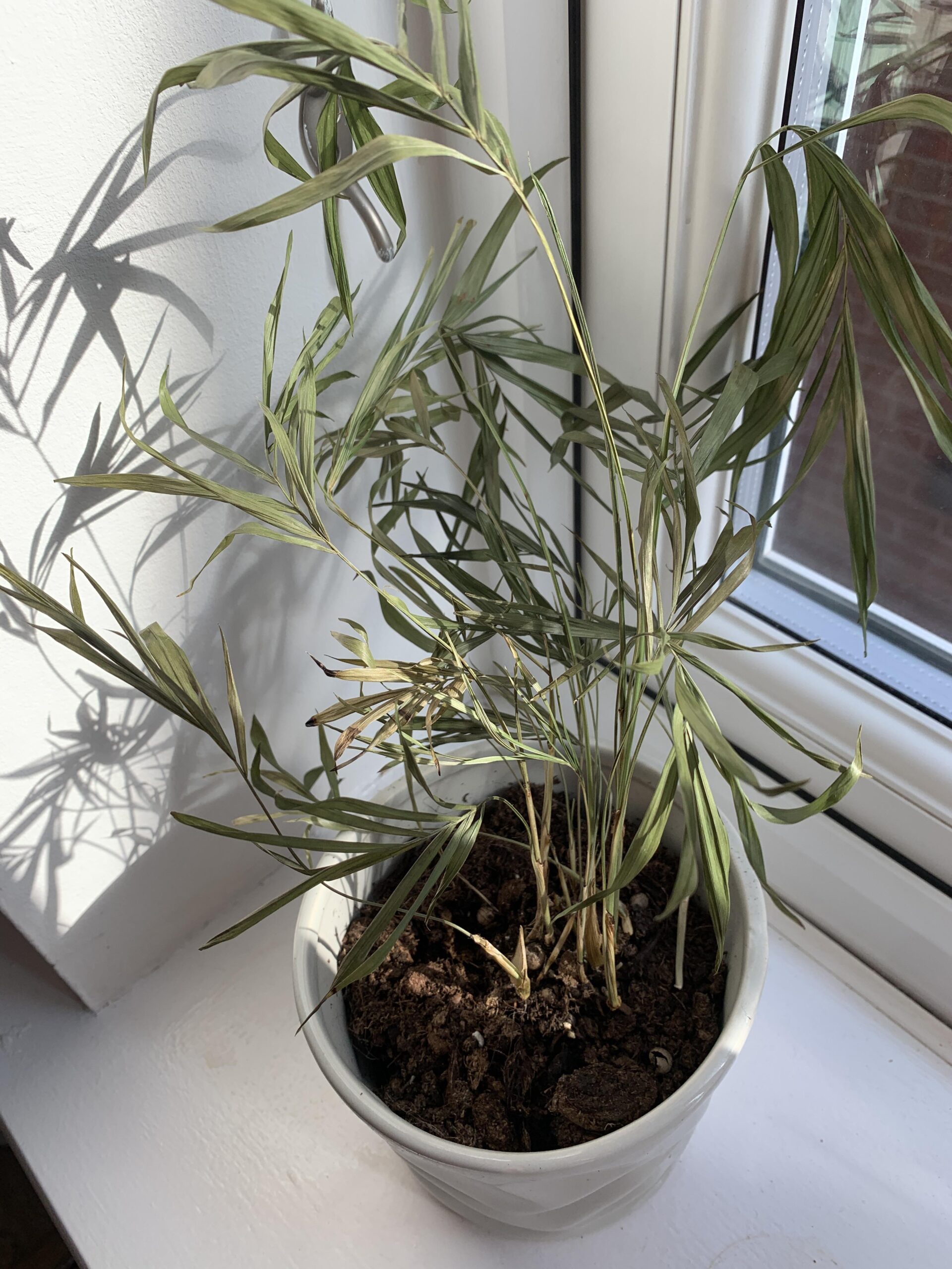 Revive Your Parlor Palm: Don’t Let It Fall Over!