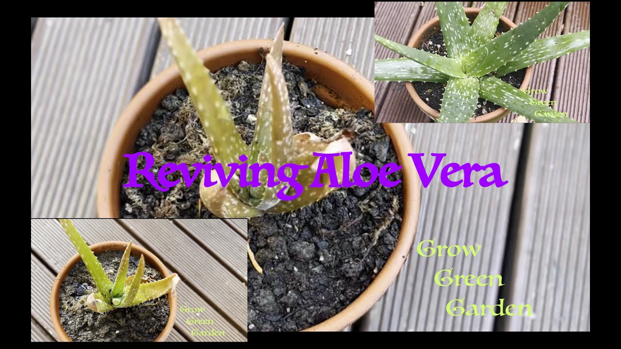 Reviving a Dying Aloe Vera Plant: Step-by-Step