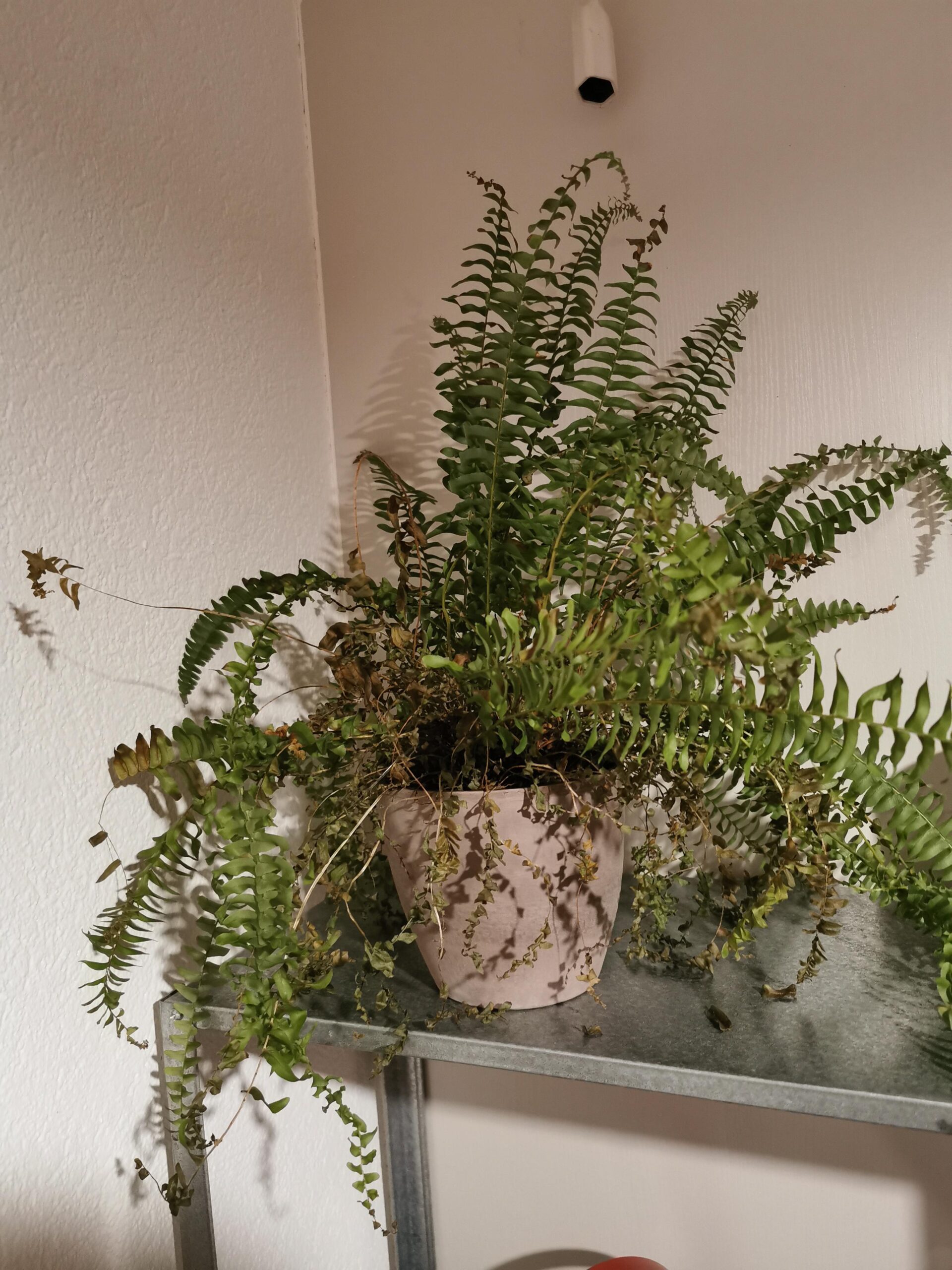 Reviving a Dying Fern: Expert Advice