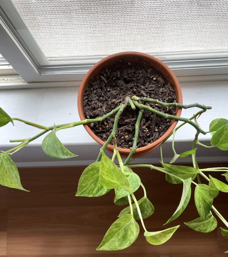 Reviving a Dying Pothos Plant: What to Do