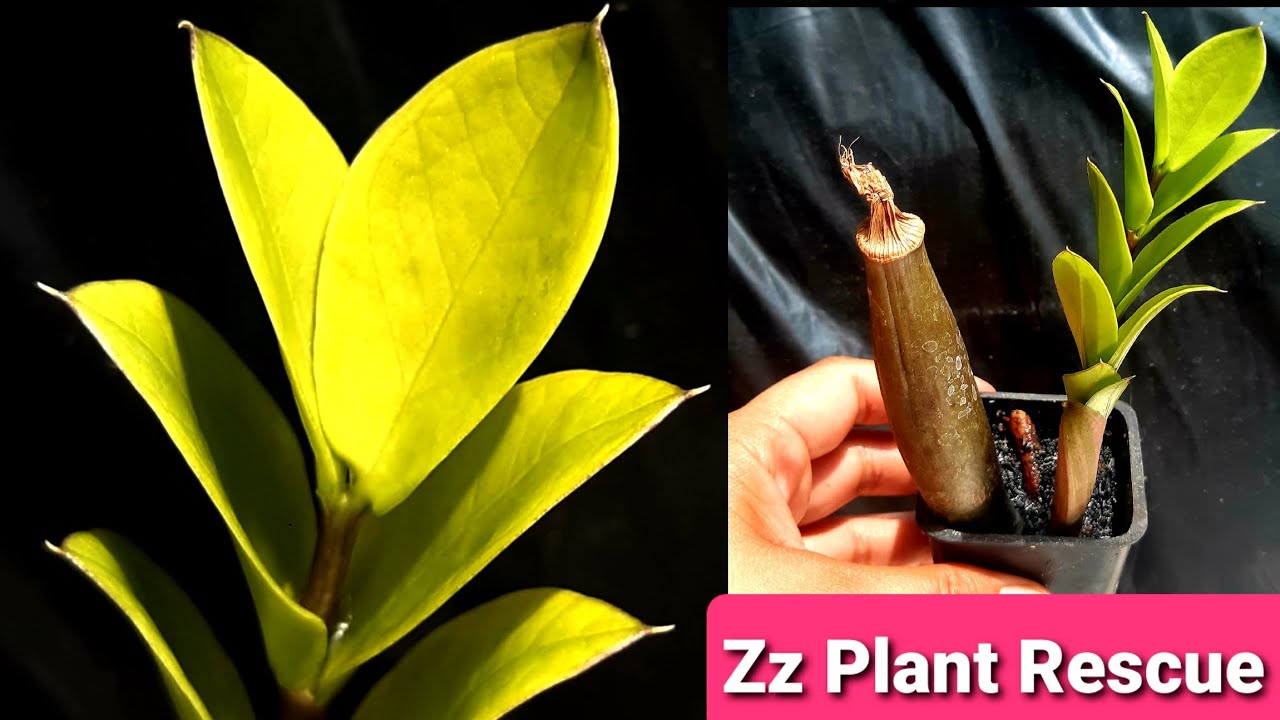 Reviving a Dying ZZ Plant: Essential Tips