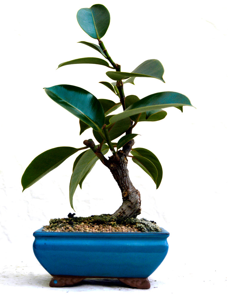 Rubber Plant Bonsai: How to Create and Care