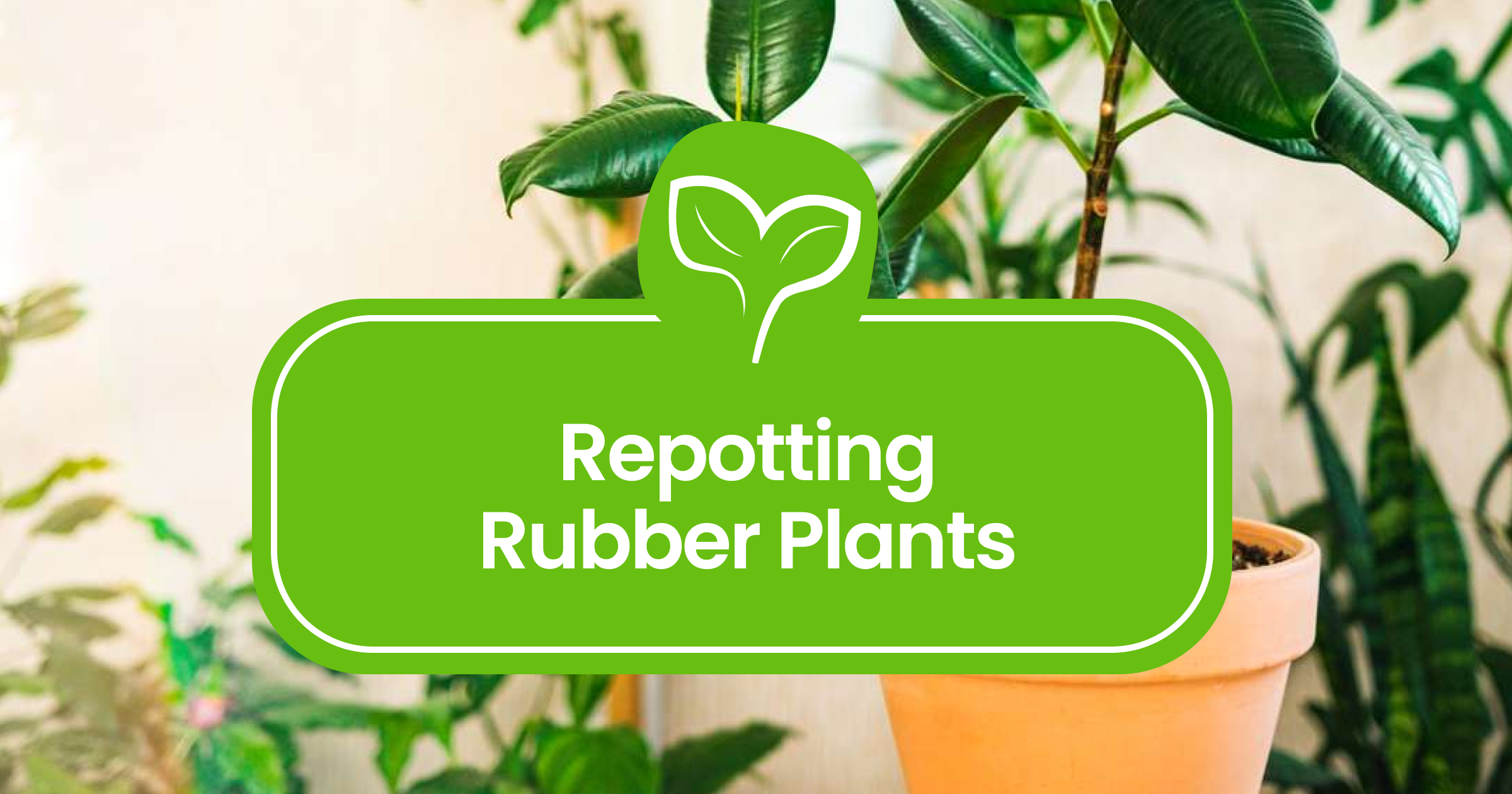 Rubber Plant Growth Rate: What to Expect