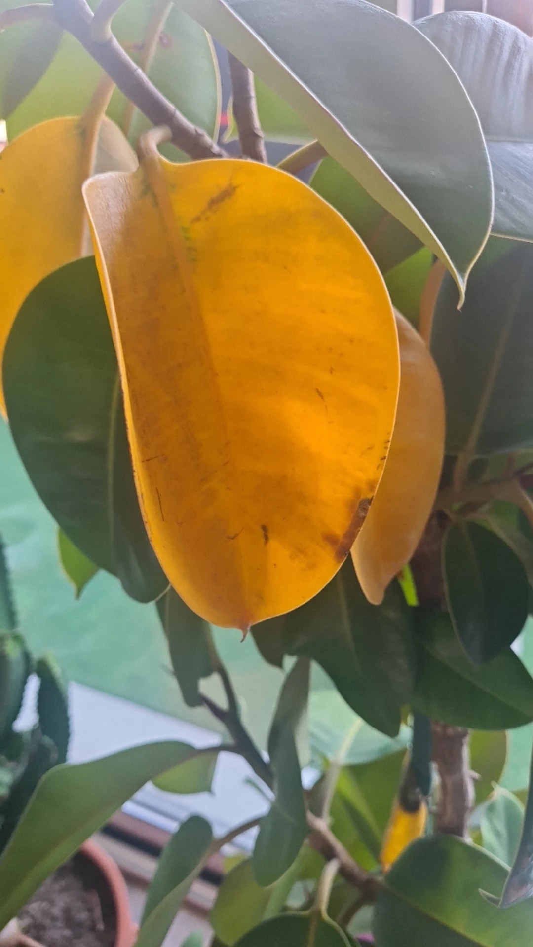 Rubber Plant Leaves Curling: Reasons & Remedies