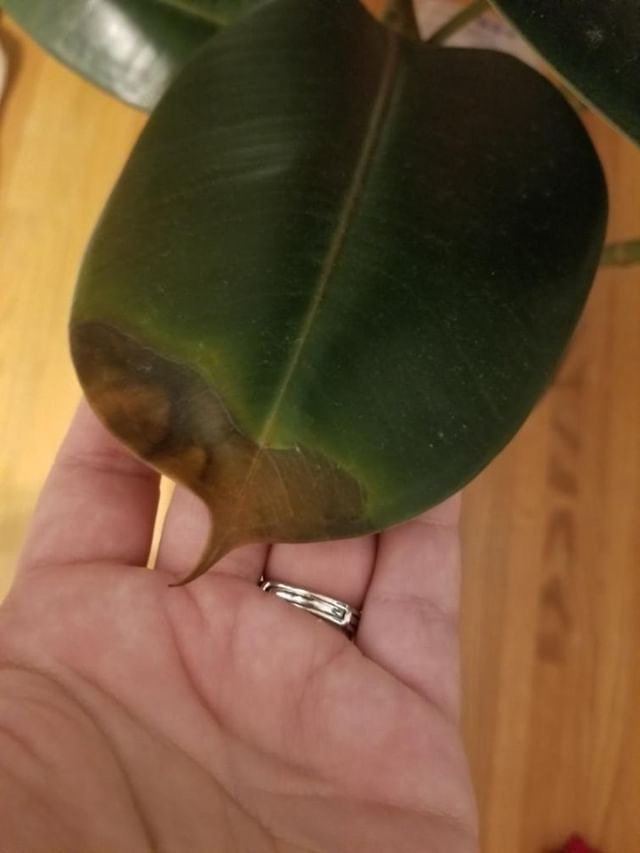 Rubber Plant Leaves Falling Off: Causes & Fixes