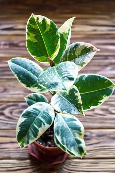 Rubber Plant Leaves Turning Brown: Causes & Fixes