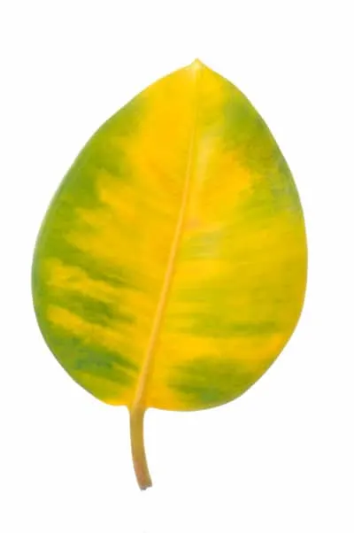 Rubber Plant Leaves Turning Yellow: Solutions