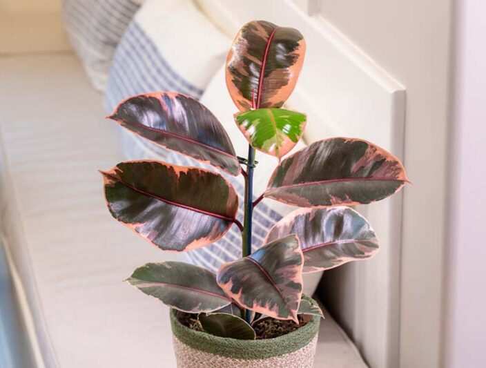 Rubber Plant Leaves with Brown Edges: Solutions