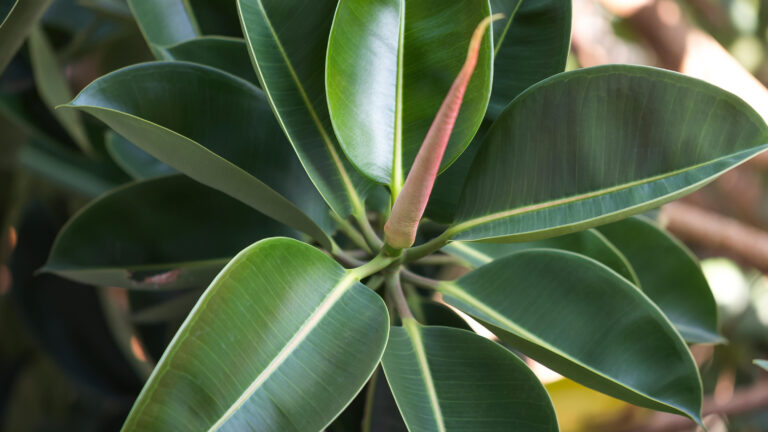 Rubber Plant Losing Bottom Leaves: Why & Solutions